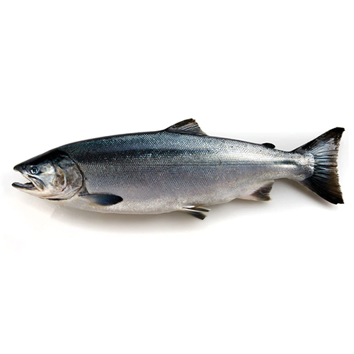 Cohan Fish Oceanic Synergy Holding Sdn Bhd